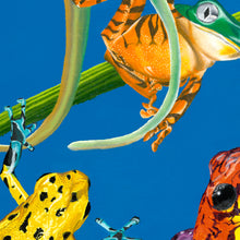 Load image into Gallery viewer, Frog Quartet 11x14" Poster