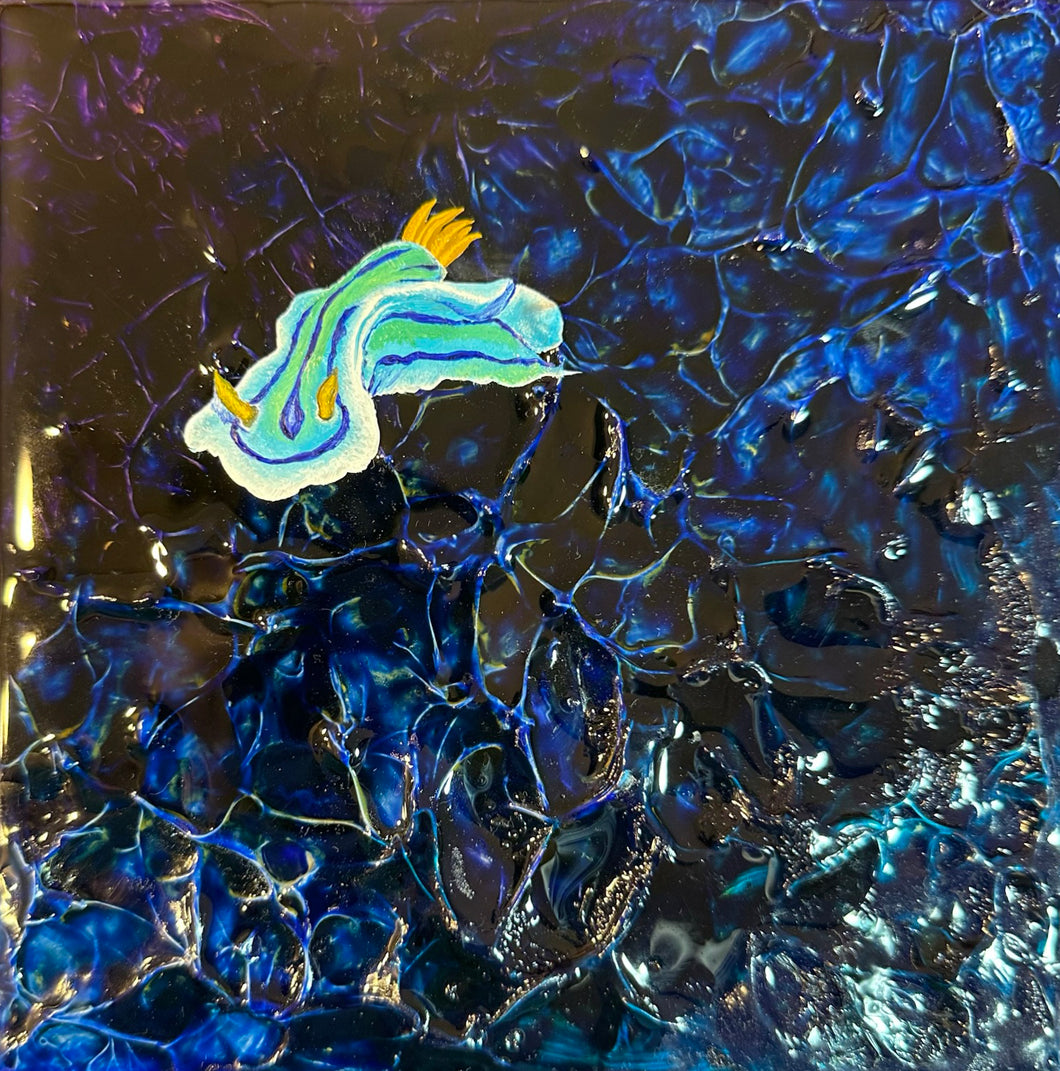 Chromodoris (#5)